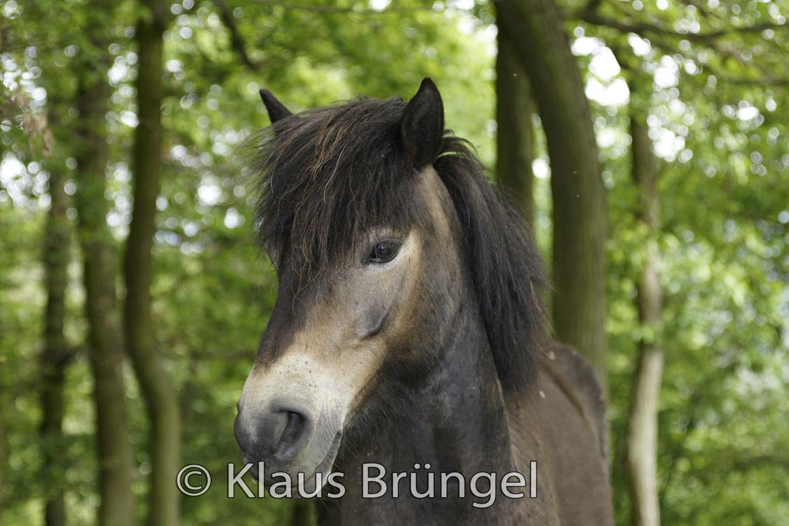 P2-11-Exmoor_20120517_0181