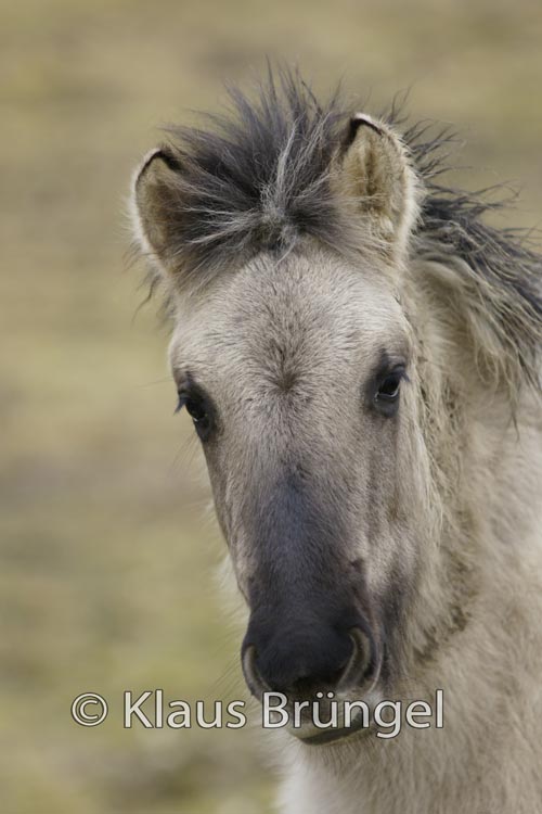 P2-12-Konik_0065