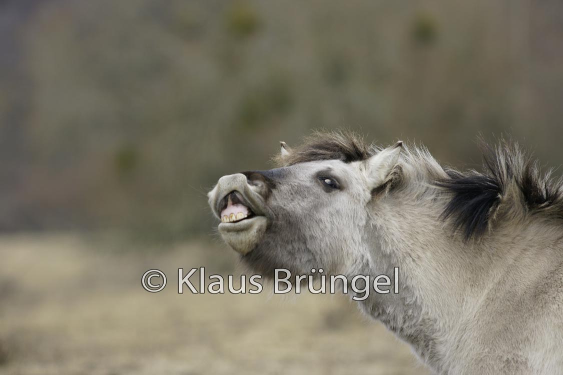 P2-13-Konik_0164