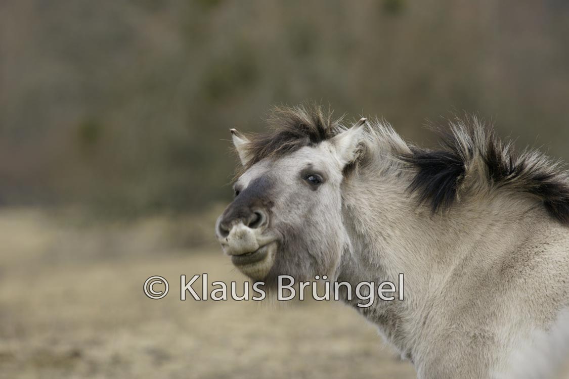 P2-14-Konik_0165