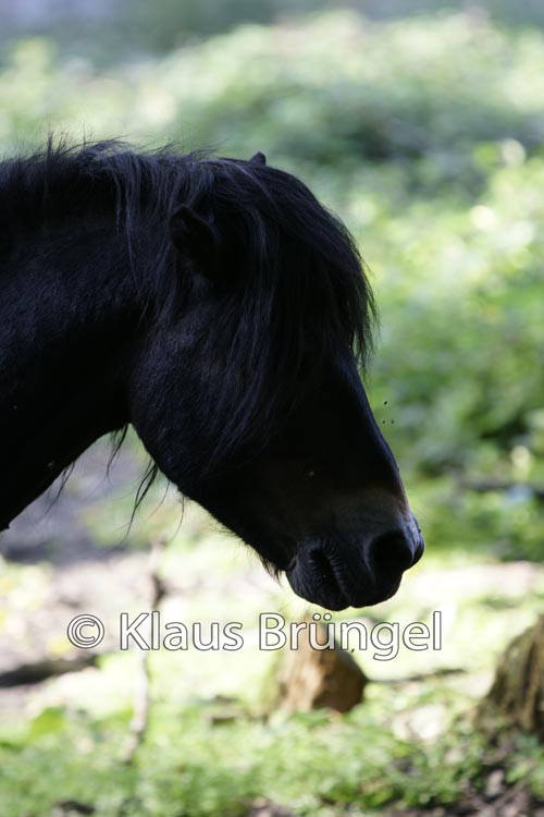 P2-19-Exmoor_0219