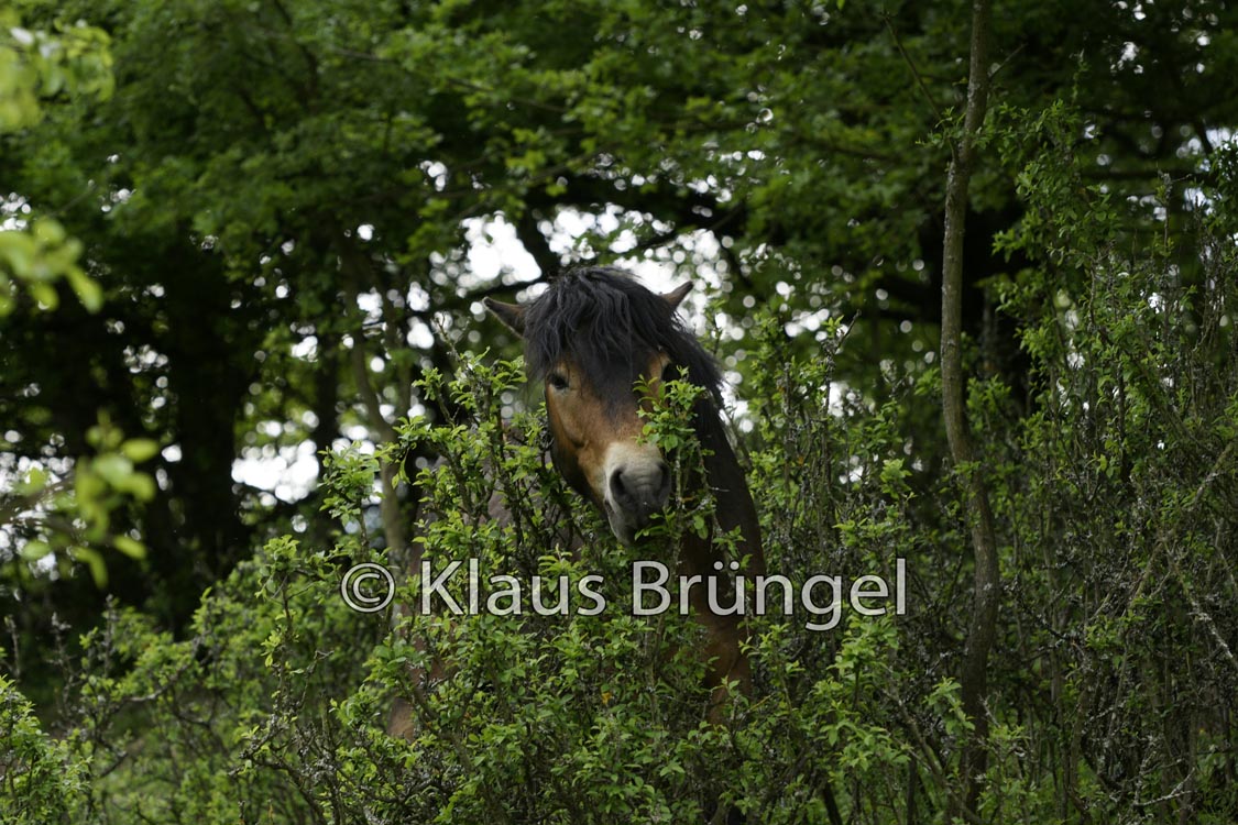 P2-21-Exmoor_20120510_0358