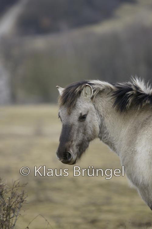 P2-24-Konik_0180