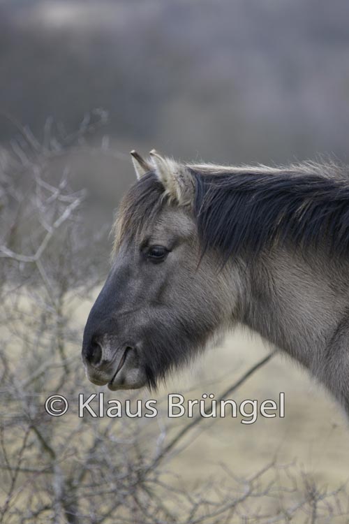 P2-25-Konik_0270