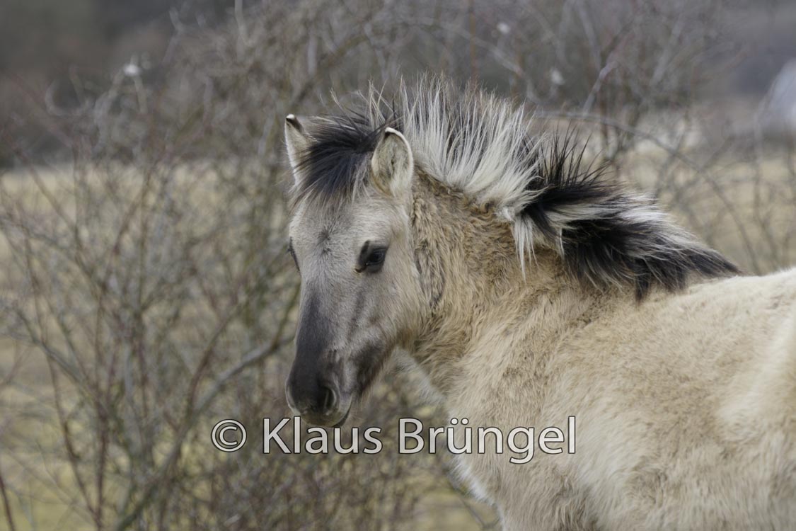 P2-26-Konik_0211