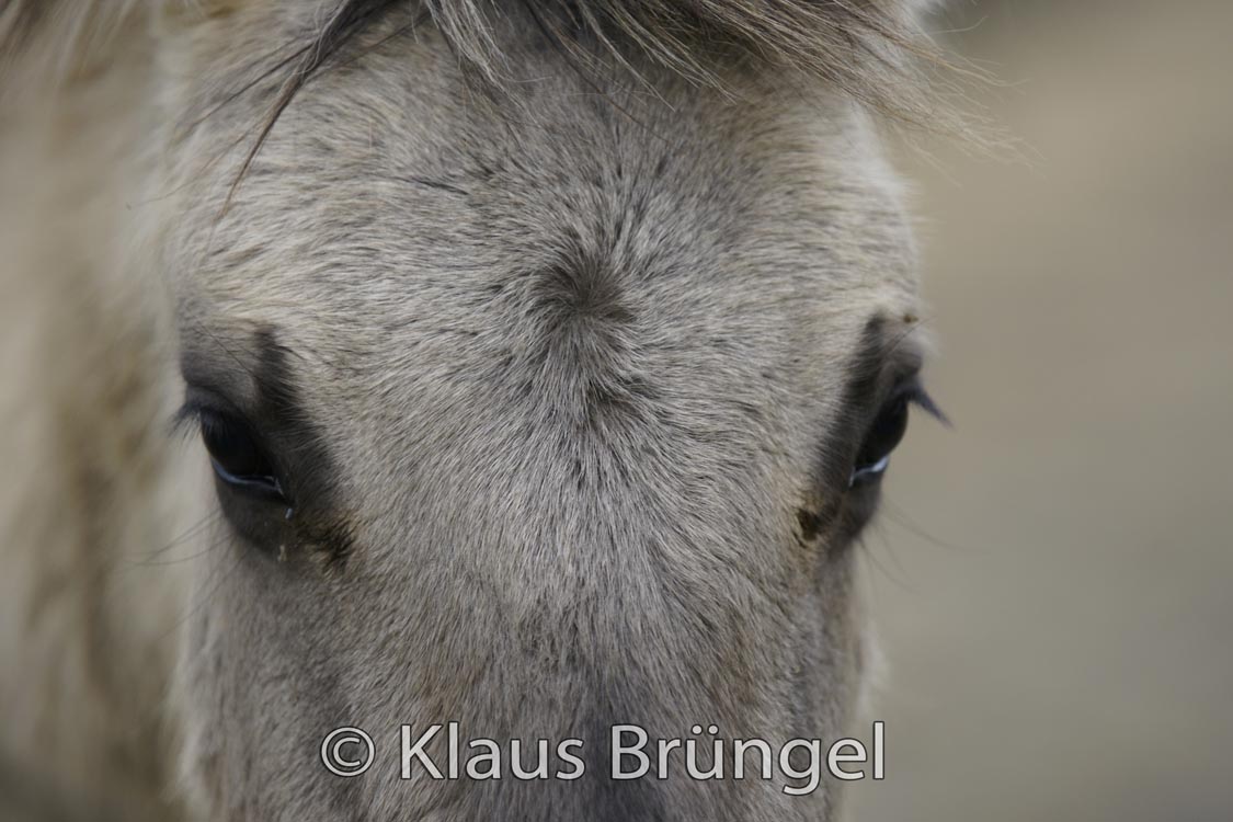 P2-28-Konik_0218
