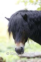 P2-06-Exmoor_0037