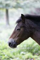P2-07-Exmoor_0114