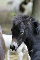 P2-08-Exmoor_0117