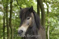 P2-11-Exmoor_20120517_0181
