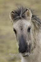 P2-12-Konik_0065
