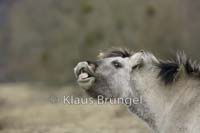 P2-13-Konik_0164