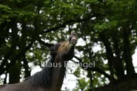 P2-20-Exmoor_20120510_0343