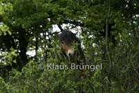 P2-21-Exmoor_20120510_0358