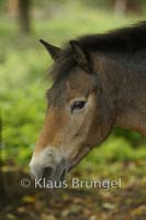 P2-23-Exmoor_0127