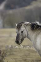 P2-24-Konik_0180