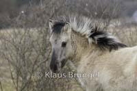 P2-26-Konik_0211