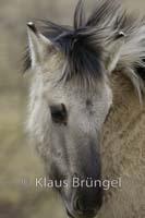 P2-27-Konik_0215