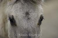 P2-28-Konik_0218