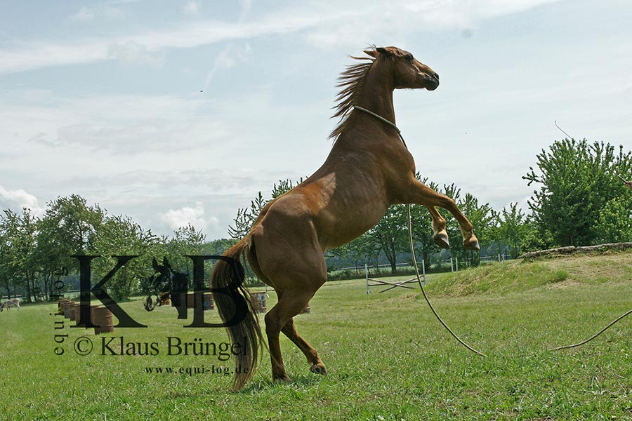 %_tempFileName2013-06-29-Ingelheim_0406BAC%