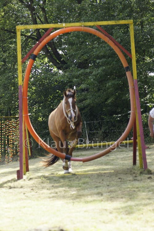 Agility_20120804_0176