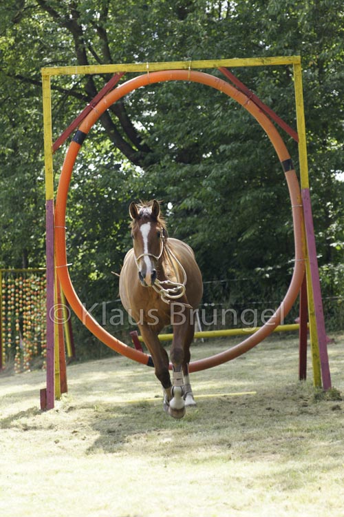 Agility_20120804_0180