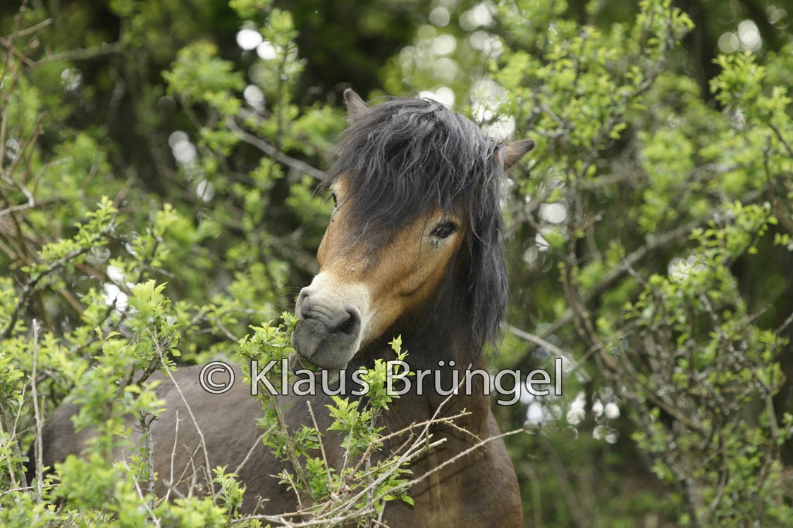 E24-Exmoor_20120510_0366