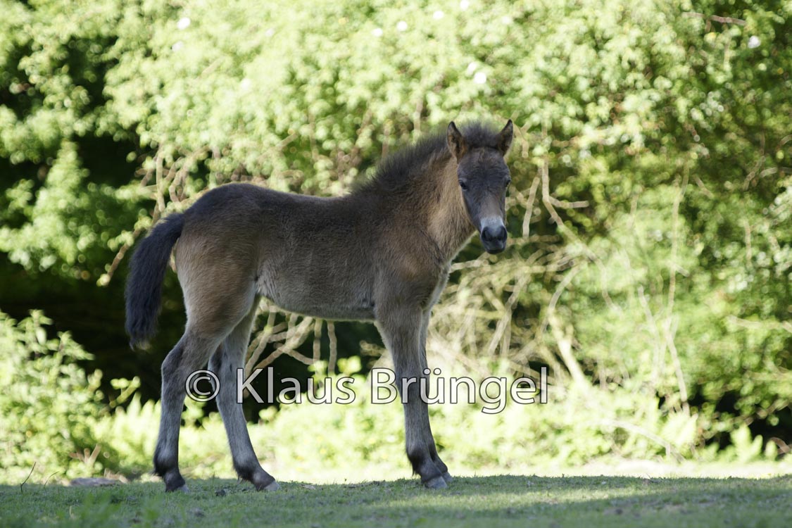 J-10-Exmoor_20120525_0092