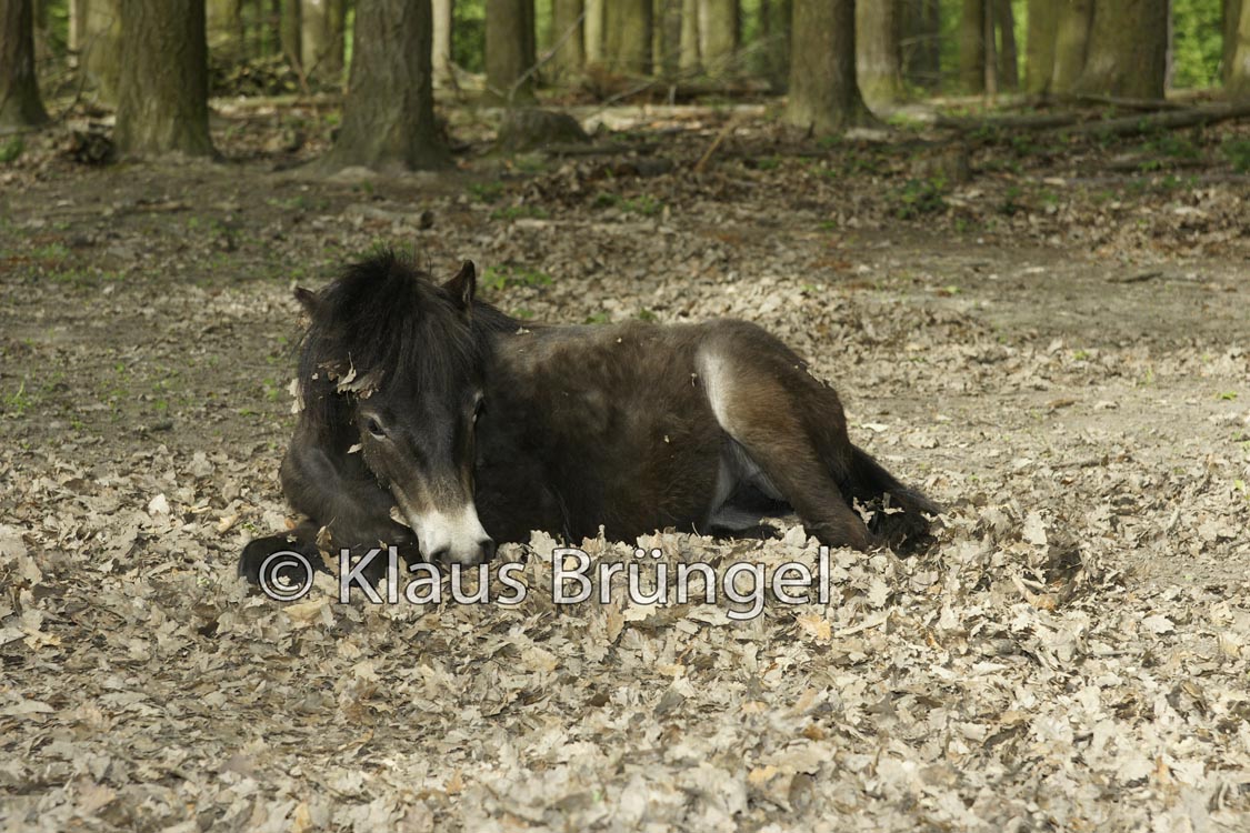 J-14-Exmoor_20120517_0066