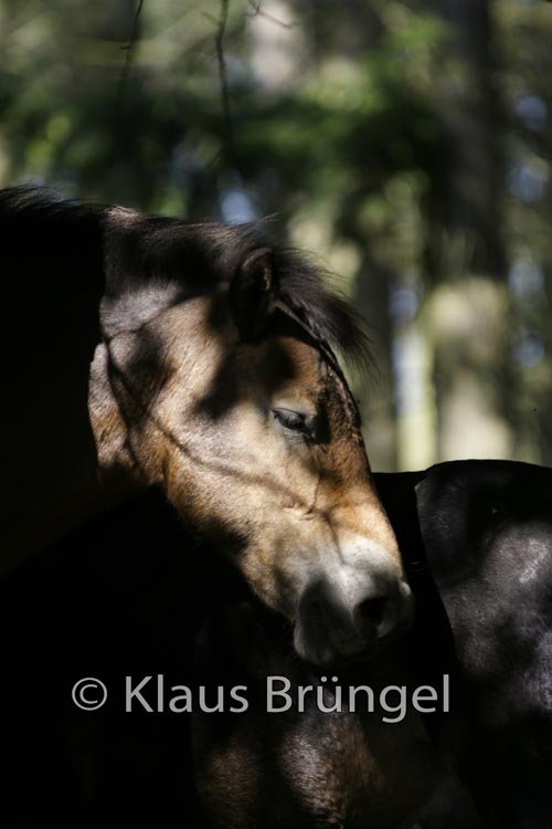 P2-09-Exmoor_0091